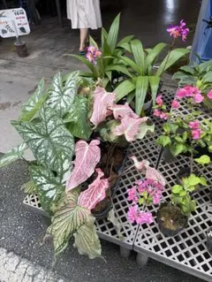 jo様　専用ページ