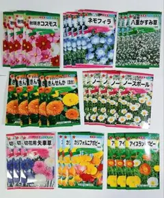 2026年最新】八重咲宿根かすみ草の人気アイテム - メルカリ