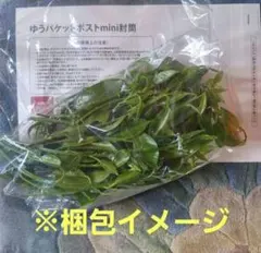 무농약 꽃 유자 잎새싹 어린잎 새싹 어린잎 유자팩 약 60매 제비꼬리 유충용 사료