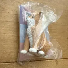 きょとん。　柴犬