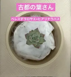 2025年最新】古都葉苗の人気アイテム - メルカリ