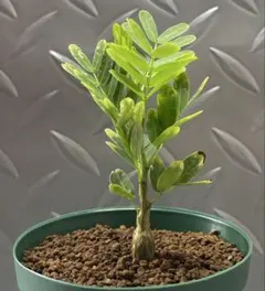 MMR594様 リクエスト 2点 まとめ商品