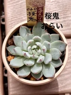 ❣️札つき 多肉植物 セダム つぶつぶ屋 ☆ざらめ☆ 抜き苗 - メルカリ