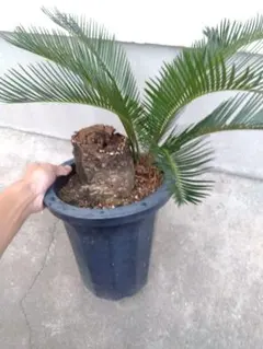 2026年最新】盆栽ソテツの人気アイテム - メルカリ