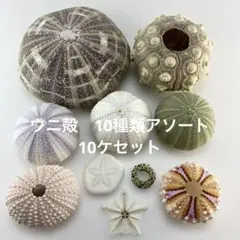 NO.68-175 アーチン(ウニ殻) 10種類アソート　10ケセット お徳用