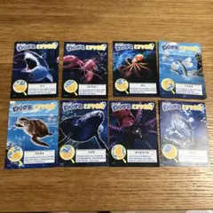 釣りグミ さかな図鑑 カード 8枚セットのサムネイル