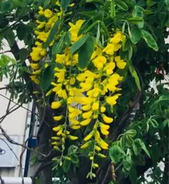 りりー様 リクエスト 2点 まとめ商品