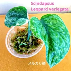 スキンダプサス エキゾチカ ホログラム バリエガータ ② ラメ極多