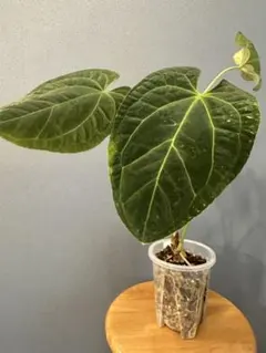 Anthurium BVEP 斑入り - メルカリ