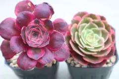 魅金ローズ錦 アエオニウム 多肉植物 - メルカリ