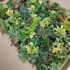 セダム　カット苗20種類詰め合わせ　ネコポス匿名発送