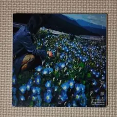 新品未開封 CD レミオロメン 朝顔 見本 初回限定盤