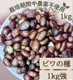 9)数量限定 希少品種 紫小梅 パープルクイーン 和歌山県紀南産 秀品 梅