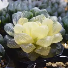 多肉植物 ハオルチア 花胡蝶オブツーサ錦 親株 糊斑 超美品 - メルカリ