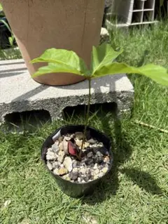 どんぐりの木　くぬぎ苗木　2本のサムネイル