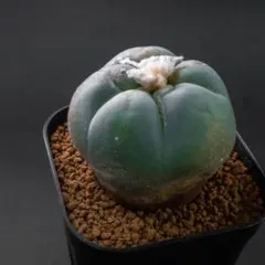 2025年最新】翠冠玉の人気アイテム - メルカリ