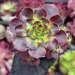 Lulu様 リクエスト 2点 まとめ商品