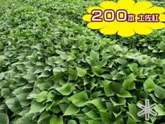 T2002さつまいも土佐紅いもつる（芋苗）ウィルスフリー苗　200本 T2002さつまいも土佐紅いもつる（芋苗）ウィルスフリー苗 200本 - メルカリ