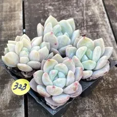 NEW❗️323多肉植物　エケベリア　氷玉　抜き苗　寄せ植え　4苗セット❣️