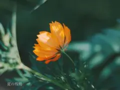 2026年 写真展出展作品　「夏の残照」　A4