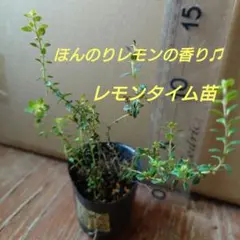【6-T】ほんのりレモンの香り♫レモンタイム苗ハーブティー、お料理にも