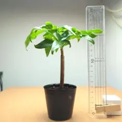 ヒロ様 リクエスト 2点 まとめ商品