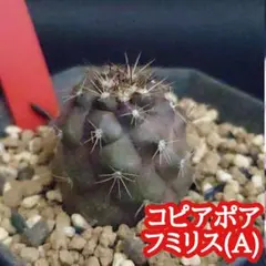 M19様 リクエスト 3点 まとめ商品