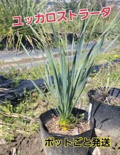 33、ユッカ ロストラータ18　 ポットごと発送