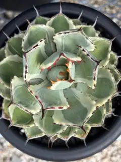 ポン太様 リクエスト 2点 まとめ商品