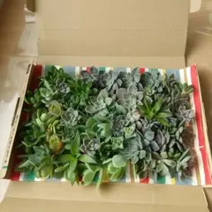 クゥとチャチャ様 リクエスト 2点 まとめ商品