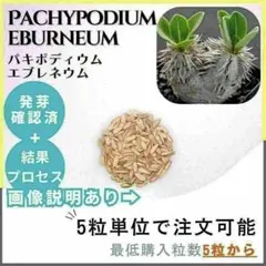 2026種子 パキポディウム アンボンゲンセ 5粒 - メルカリ