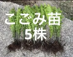 すいかLOVE様 リクエスト 3点 まとめ商品のサムネイル