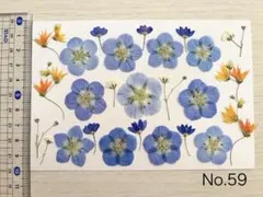 No.59 ネモフィラ ＆メラスフェルラ＆ブルーベル＆かすみ草 押し花