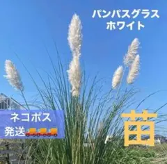パンパスグラス 白 株分け苗 - メルカリ