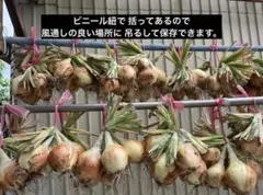 新玉ねぎ5kg＋ちょっとオマケのサムネイル