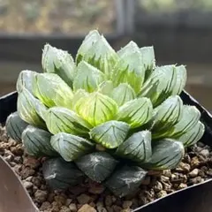 2025年最新】オブツーサ錦の人気アイテム - メルカリ