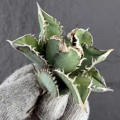 2026年最新】白豪刺の人気アイテム - メルカリ