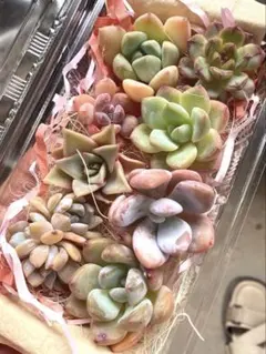 現品発送❣️ピンク系8苗詰め合わせセット❣️多肉植物 韓国苗 寄せ植えのサムネイル