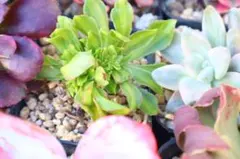 2025年最新】アエオニウム綴化の人気アイテム - メルカリ