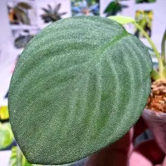 inesstak様 リクエスト 2点 まとめ商品