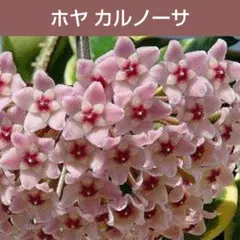 ホヤ アルゲンティアプリンセス【現品・タグ付・鉢付・メルカリ便】サクララン ホヤ アルゲンティアプリンセス【現品・タグ付・鉢付・メルカリ