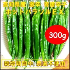 激辛！！青唐辛子 ホットパラソル 千葉県産400g - メルカリ