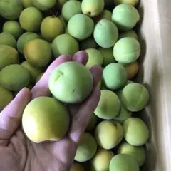 青森県産大きめミックス豊後梅箱込み7.5キロ