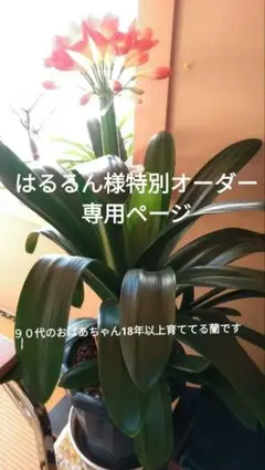 はるるん様　専用オーダーページ　オオウバユリブリーチヘッド＋ヘリクリサム