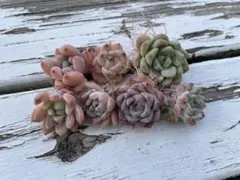 四*ー様 エケベリア　多肉植物　名無し⓵