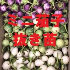 여름 채소 모종, 식물 3개, 미니 가지, 태국 가지, 마쿠아포 타이 스몰 가든 가지