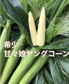 ハニーバンタム 髭皮付きヤングコーン(ベビーコーン) 50本 化学肥料不