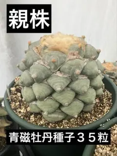 レア　アリオカルプス　連玉ゴ　国内繁殖栽培苗　実生　鉢ごと発送 レア アリオカルプス 連玉ゴ 国内繁殖栽培苗 実生 鉢ごと発送