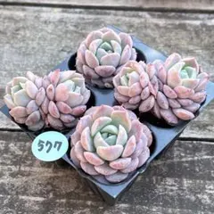 ビッケ様 リクエスト 4点 まとめ商品