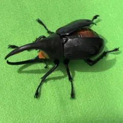 ネプチューンオオカブト♂ 標本 - メルカリ